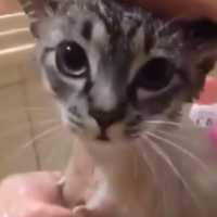 Este Gatinho Ficou Tão Magoado no Banho que Fez uma Coisa Inusitada