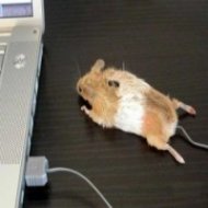 Bizarro: Um Mouse de PC que Realmente Ã© um Rato