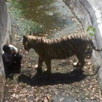 Tigre Mata Estudante em Zoológico da Índia