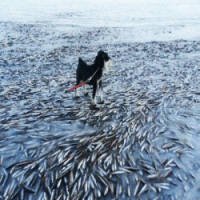 Milhares de Peixes Morrem ApÃ³s Congelamento na Noruega