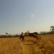 Gazela Ataca Ciclista na África