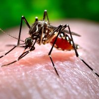 ConheÃ§a a Febre Chikungunya: Uma DoenÃ§a Nova no Brasil