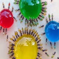Estas Formigas Semi-Transparentes São o que Comem