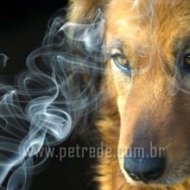 Você Sabia que o Cigarro Também Faz Mal aos Animais?