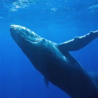 Estudo Relaciona Encalhe de Baleias com Desnutrição