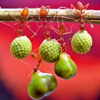 Fotos Macro de Formigas Fazendo Acrobacias com Alimentos