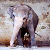 Petição Pede Liberdade Para Elefante Acorrentado Há 28 Anos