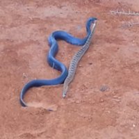 A TerrÃ­vel Indigo Blue Cobra Canibal