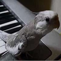 Calopsita Canta Acompanhado Por Piano