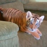 Aonde Eu Posso Comprar Um Filhote de Tigre?