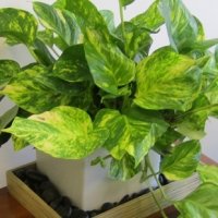 Plantas de Interior Podem Aumentar a Sua Saúde