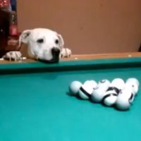 O Cachorro que Joga Sinuca
