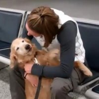 Cão Reencontra a Dona Depois de Meses Servindo o Exército