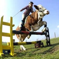 AlemÃ£ Usa Vaca como Montaria para Saltar ObstÃ¡culos