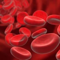 Sangue: Líquido Fundamental Para a Nossa Existência