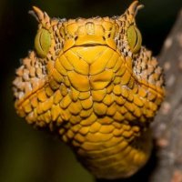 Descoberta Nova EspÃ©cie de Serpente na TanzÃ¢nia