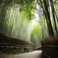 Floresta de Bambu no Japão