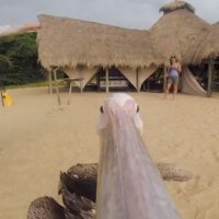 Pelicano Faz o Seu Primeiro Voo com uma GoPro no Bico