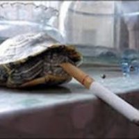 Tartaruga Fumante Ã‰ Descoberta na China