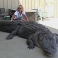 Mulher Mata Crocodilo Gigante com Faca