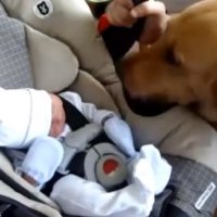 Reação de Cães ao Verem Bebês Recém Nascidos